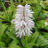 Ypsilandra thibetica 